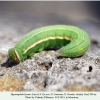 hyponephele lycaon ossetia larva l4 2